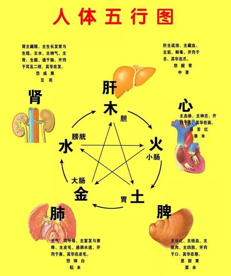 五行六腑|五脏六腑对应的五行